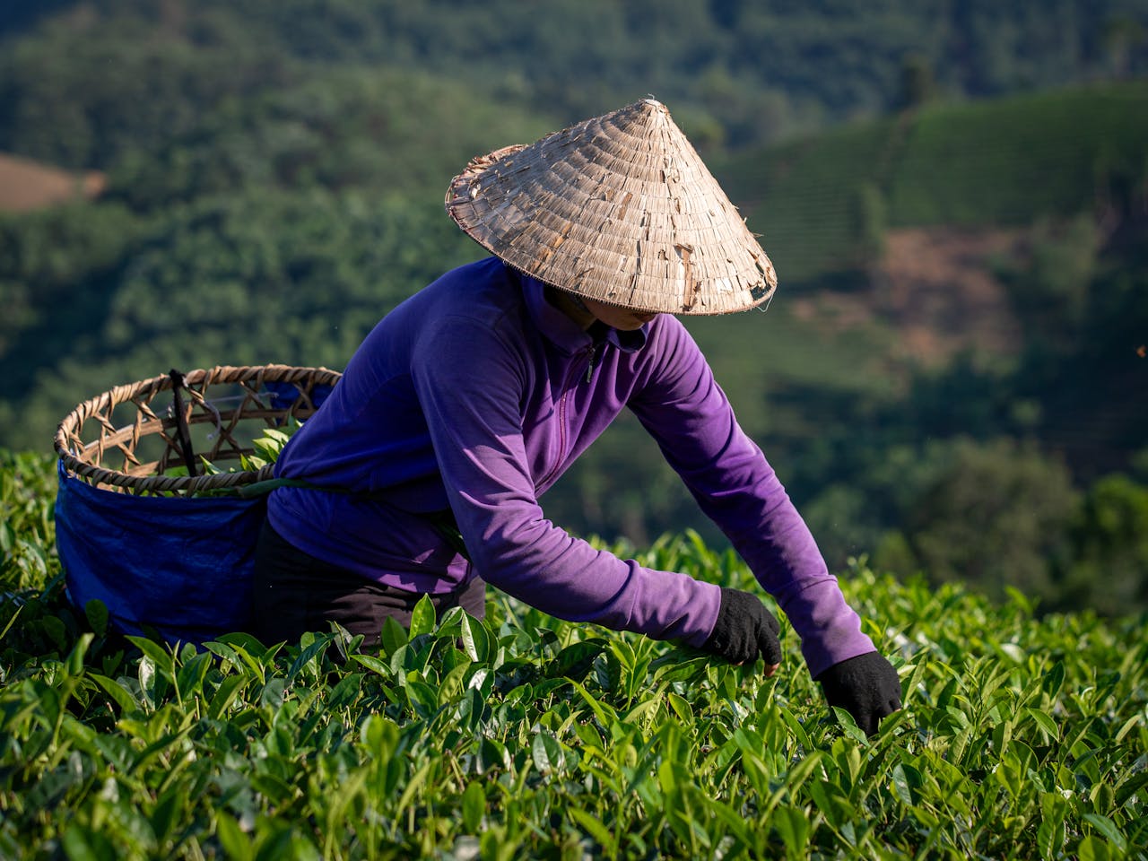 Tea Harvesting Vietnam